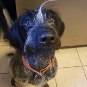 Meet your Posher, Benjamin